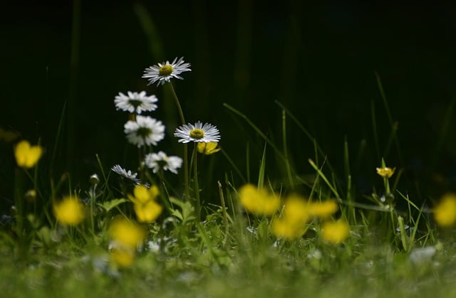 Mastering Lawn Care and Turf Management for Premier Landscaping