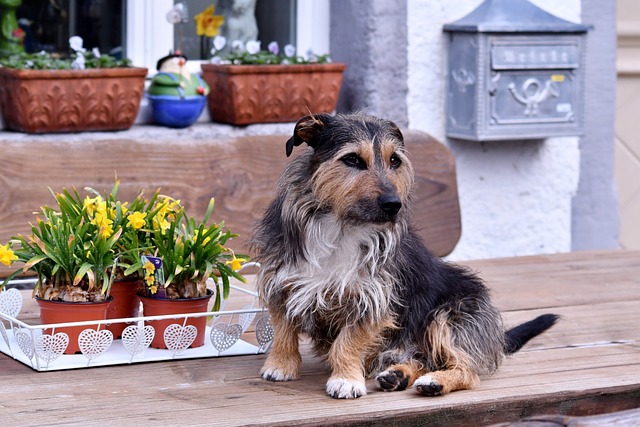 Away? Keep Your Pets Comfortable with Trusted Pet Sitting Strategies