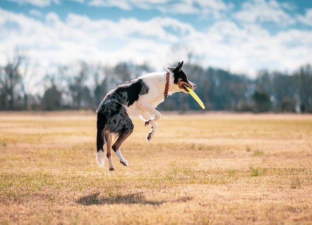 Beyond Business: The Heartfelt Connection of Professional Pet Sitters