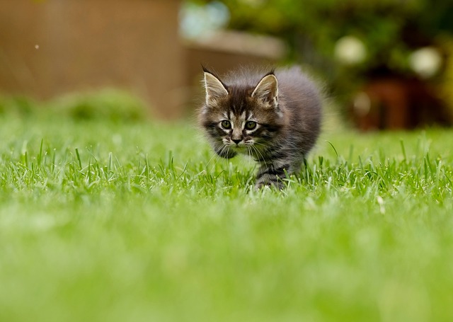 7 Words Title: Joyful Lawn Care: Embracing Greener Spaces Through Seasonal Maintenance & Harmonious Landscaping