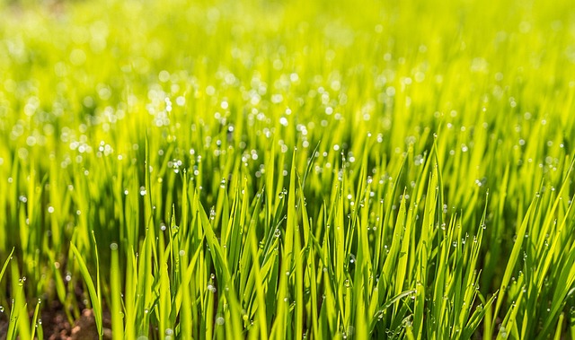 Optimizing Your Outdoor Space: The Advantages of Professional Residential Lawn Mowing Services for Lawn Care and Landscaping