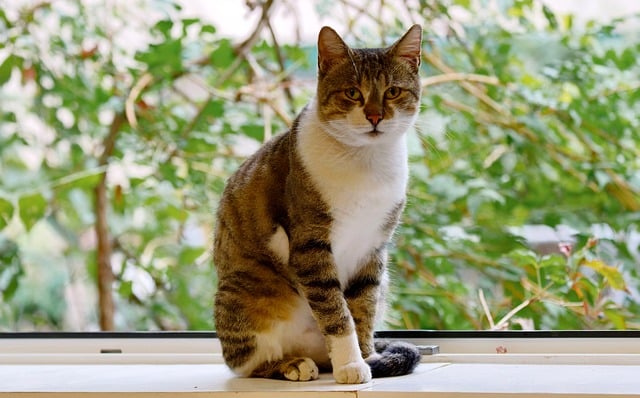 pet-sitting-640x480-14384371.jpeg