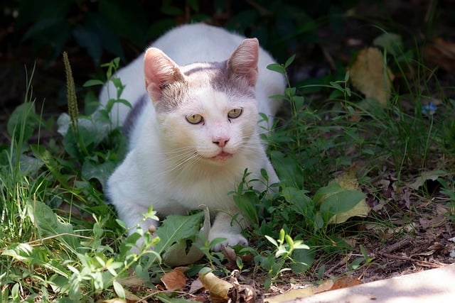 In-Home Pet Care & Dog Walking: Enhancing Your Pet’s Well-being and Safety